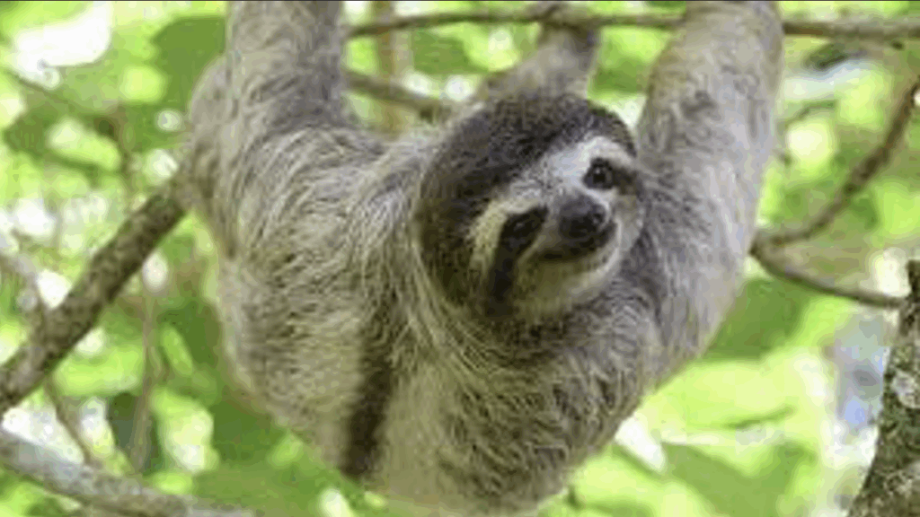 sloth in costa rica